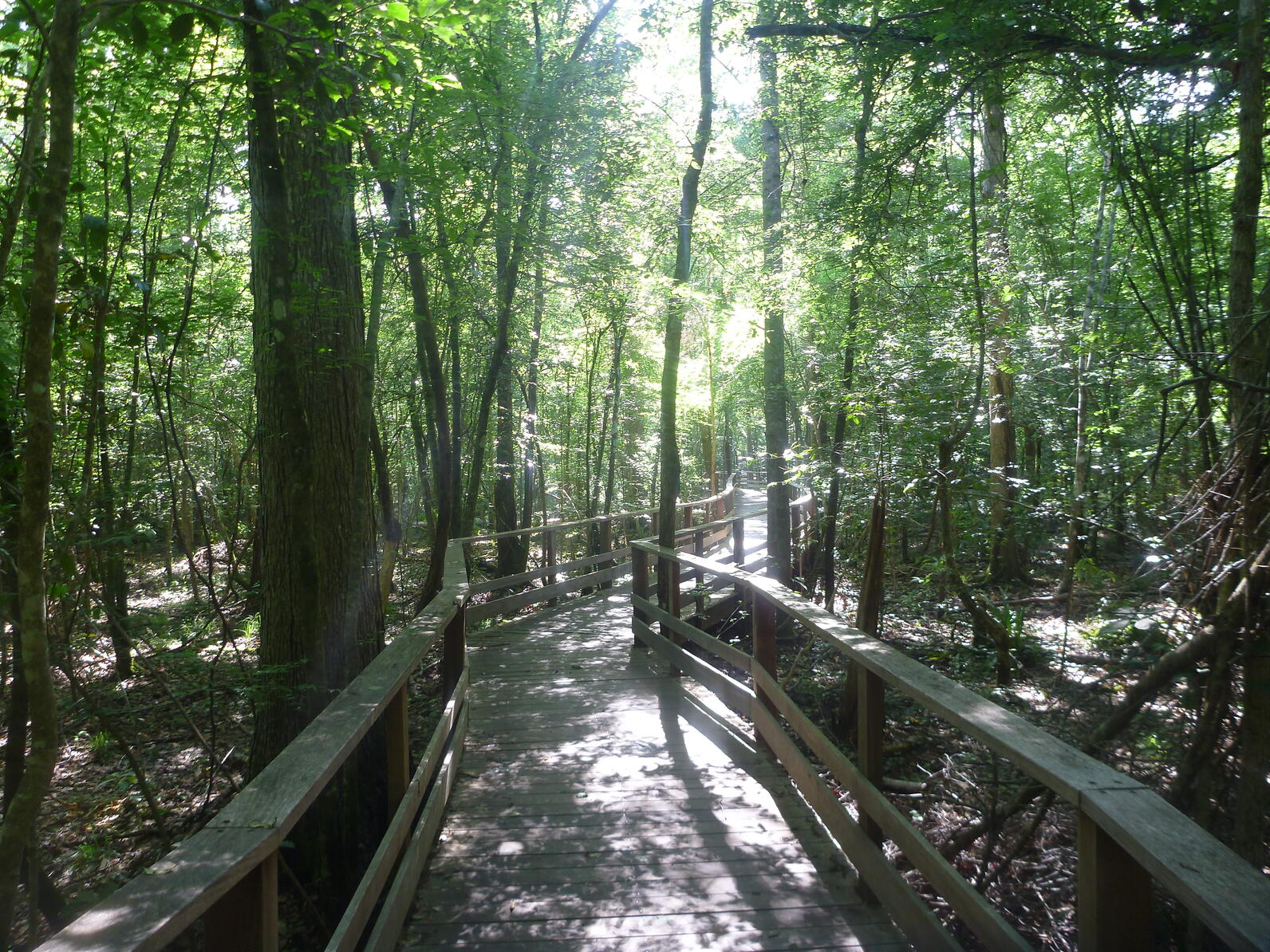 The Beidler boardwalk angles around a large pine tree on the left. This part of the boardwalk is low, the ground is covered in pinestraw, leaves, sticks, and so on. The sunlight cuts through the forest, reflecting off multiple smooth leaves.