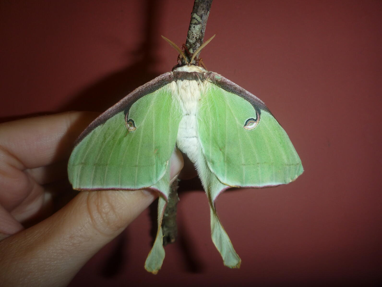 A large Luna Moth holding onto a stick that is in turn being held by a hand. Many moths go dormant during the day and don't try to escape if you poke them.