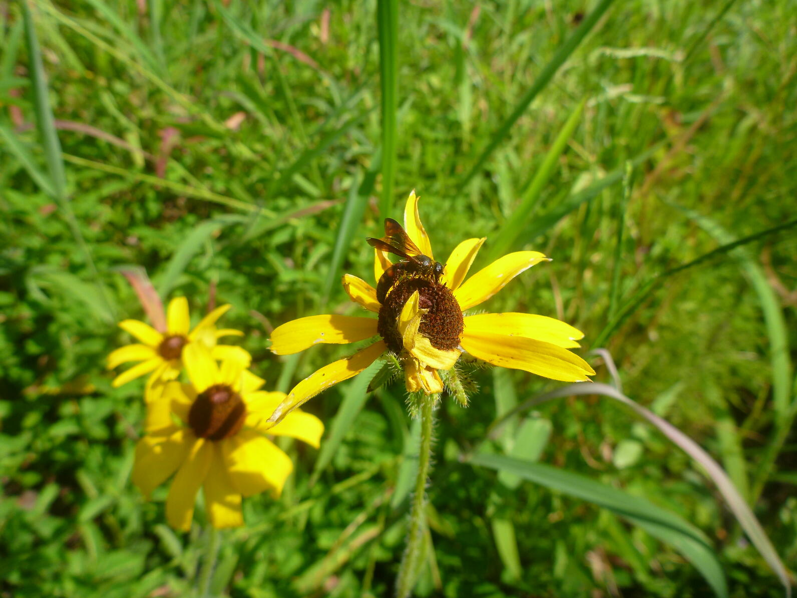 A large but harmless wasp rests on top of a sunflower.