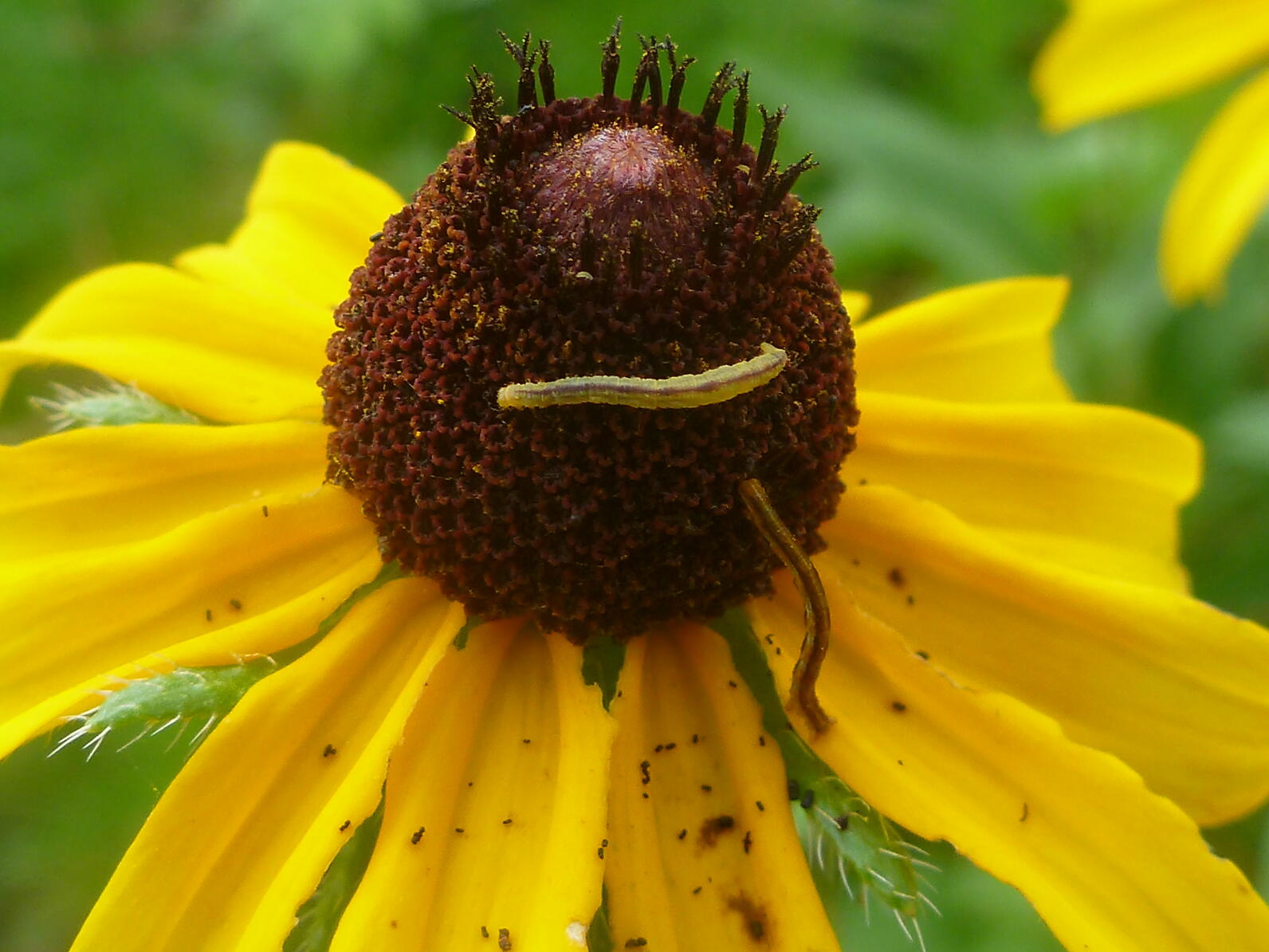 On the large rounded cone center of a sunflower are two caterpillars seeking nectar.