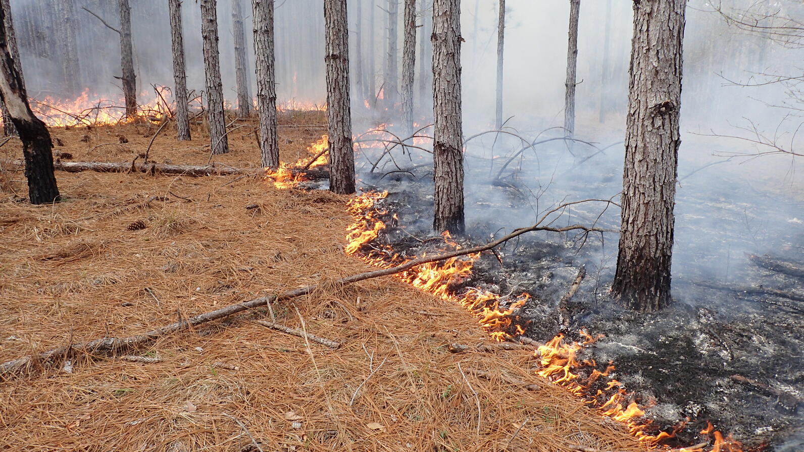 While longleaf pine trees rise from the ground, a fire nibbles at their toes, turning the brown needles around them black. The trees will survive and benefit from the nutrients the fire unlocks from the ground debris.