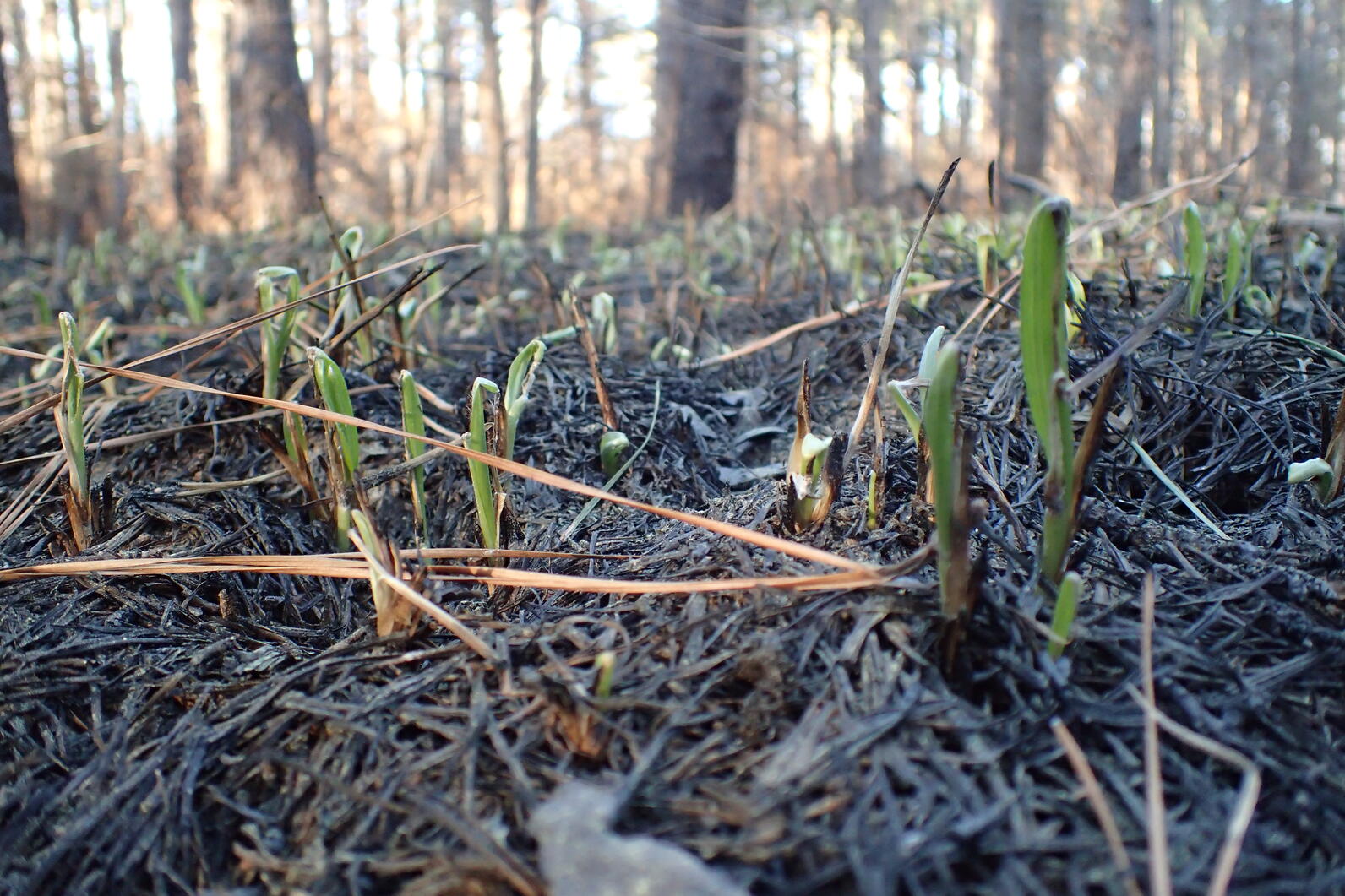 While the ground is still black with charred leaves and needles, small green nubs of plantlife are poking through it, buoyed by the unlocked nutrients left behind.