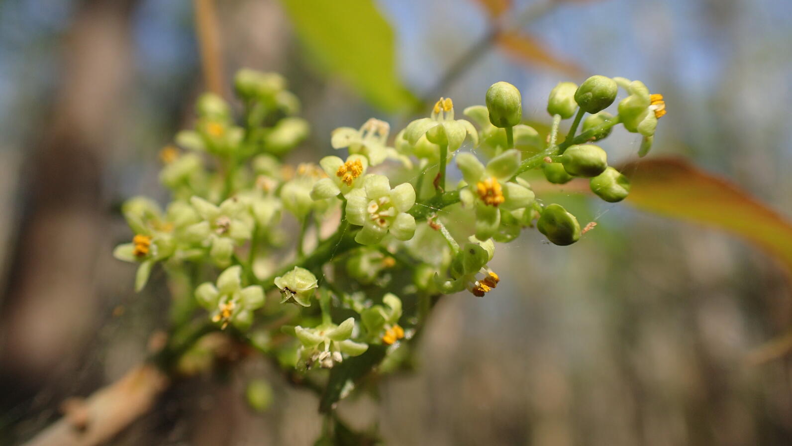 A cluster of very small Poison Ivy flowers grow from a stack. They're only a few millimeters across.