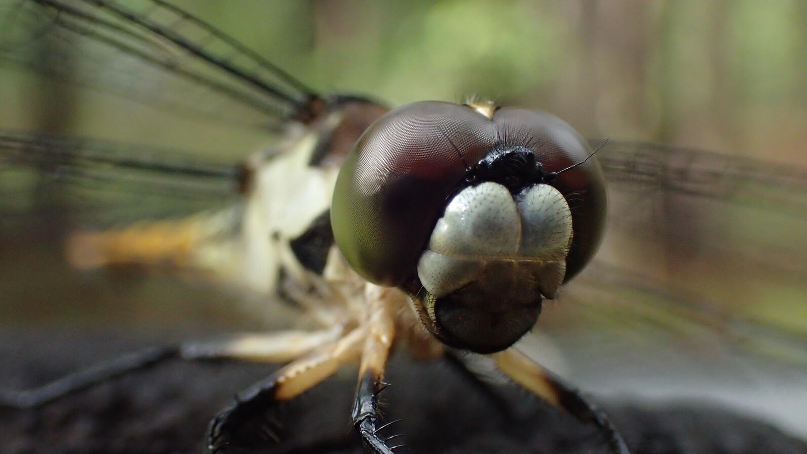 Up close and personal with a female Great Blue Skimmer. The females are not blue. Like all dragonflies she has large but thin wings and huge round eyes for finding the smallest of flying prey in the air.