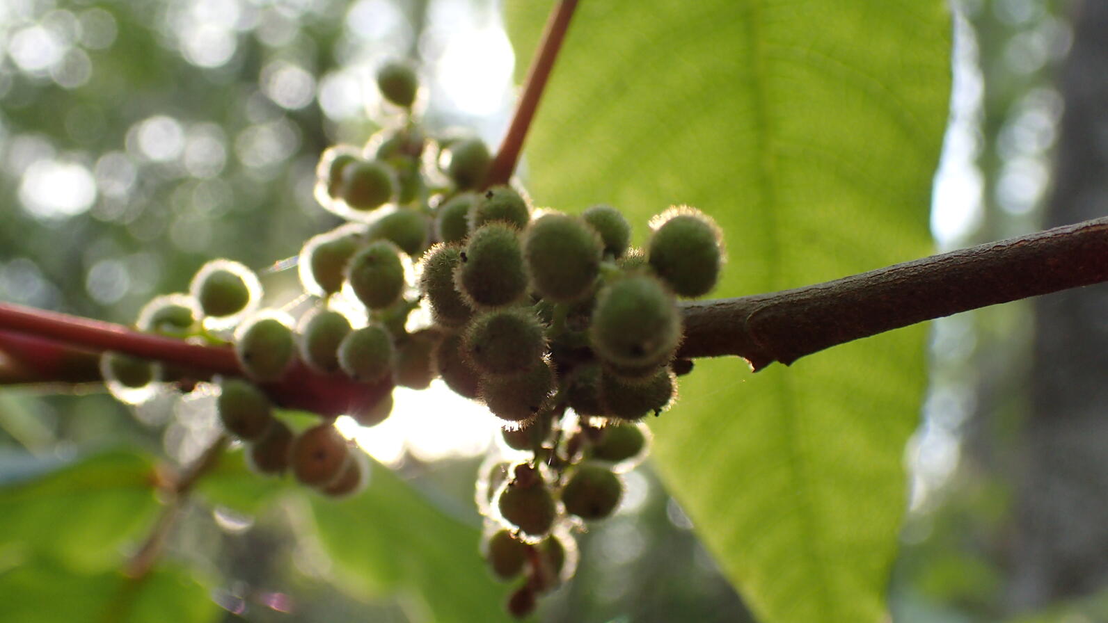 A cluster of Poison Ivy berries hang from a stalk. They are similar to peas but half the size and fuzzy.