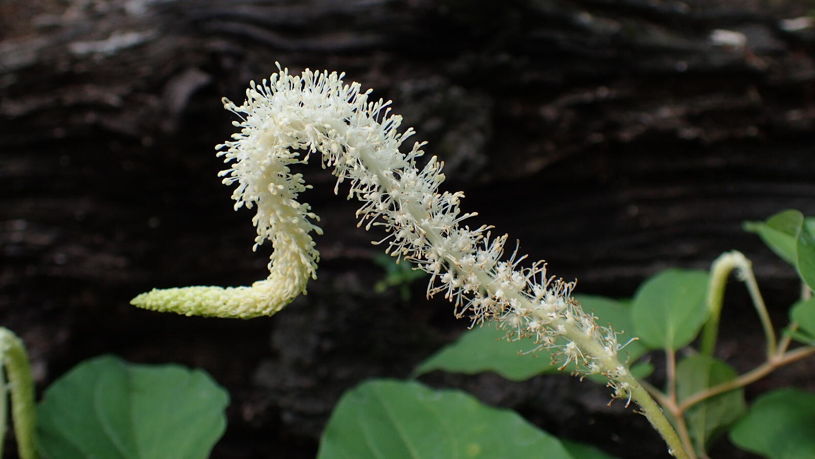 Lizard tail is named for it's shape, it stretches outward straight for a ways before curving down abruptly and then curving up again.