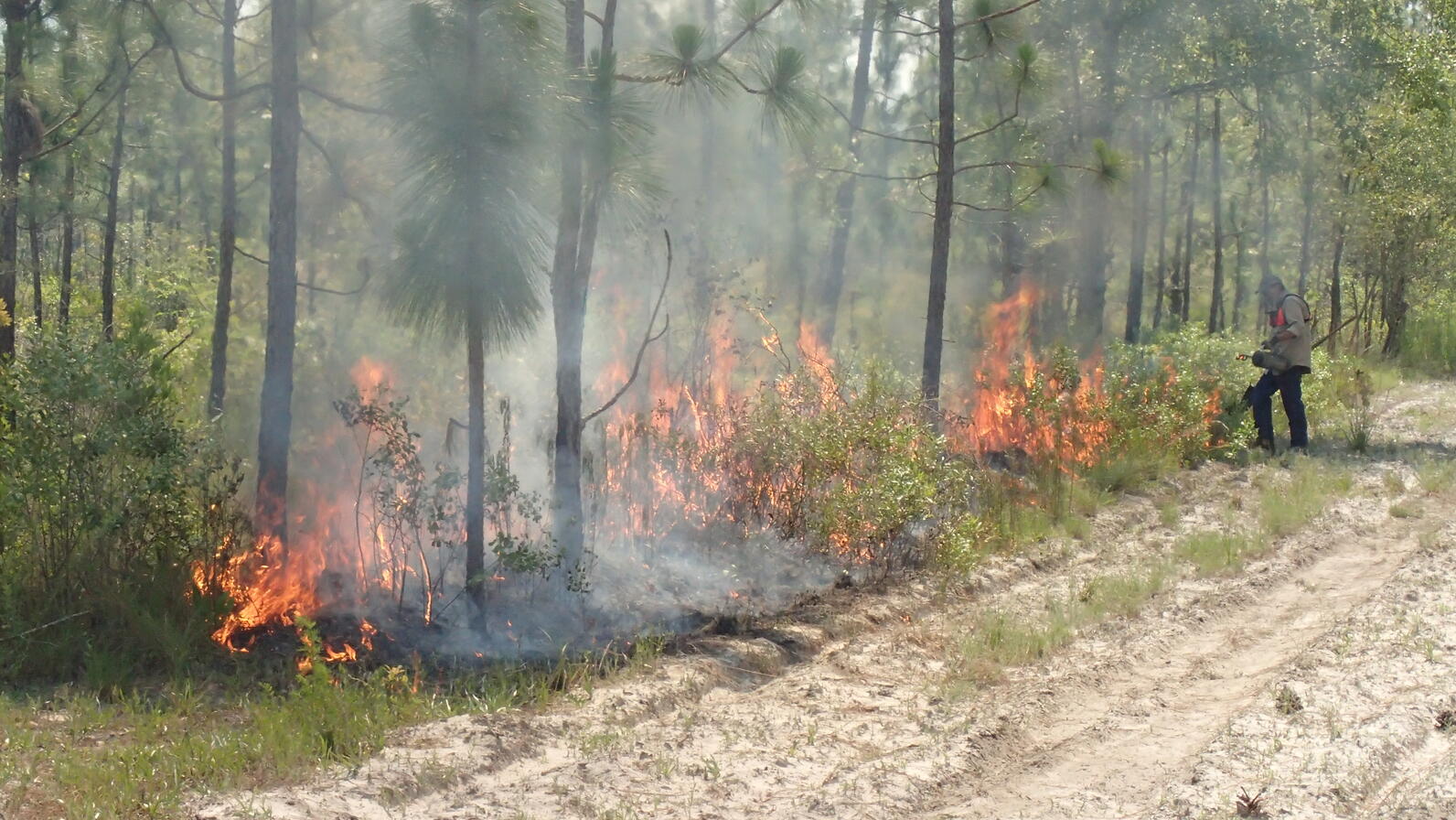 A man down the side of a fireline (basically a dirt moat to prevent fire from passing over) is using a drip torch to pour liquid flame down onto the edge of a forest plot to help create a prescribed burn to help reduce competition for the Longleaf Pine.
