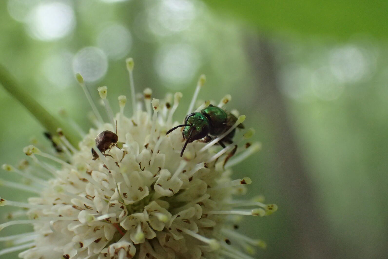 Buttonbush, a ball of flowers with little stamens sticking out in every direction, is being used by a shiny cuckoo wasp.