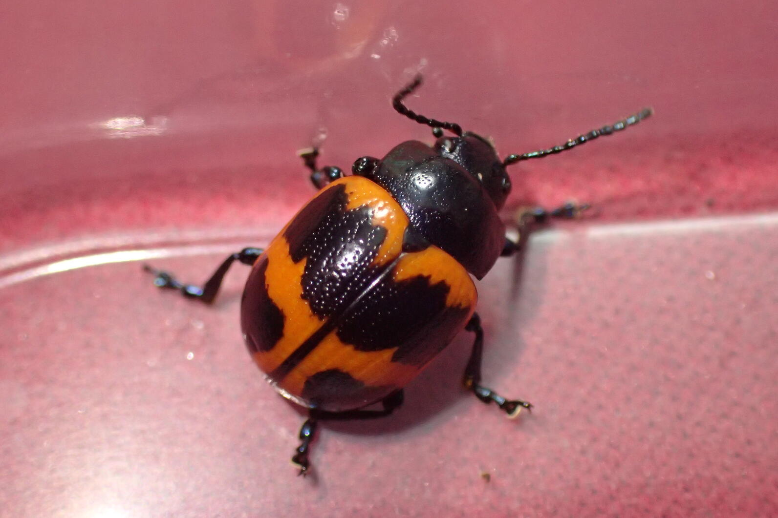 This small beetle has a brightly colored smooth shell with rows of small pits. It never stopped moving for a photo and sort of felt like plastic.