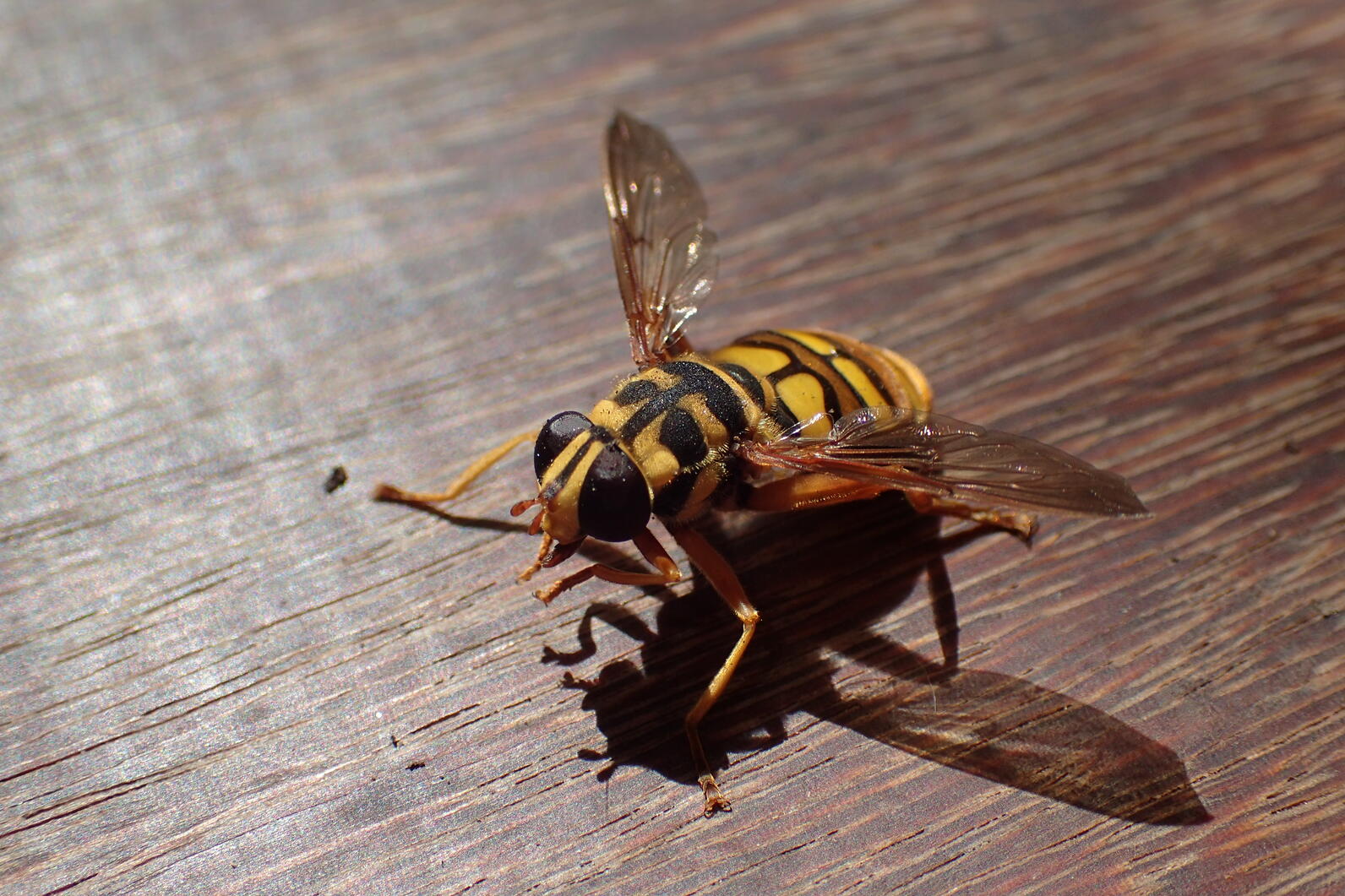 A fly that's about an inch long sits on the handrail, it does its best to look like a dangerous hornet, but this one is in fact harmless.