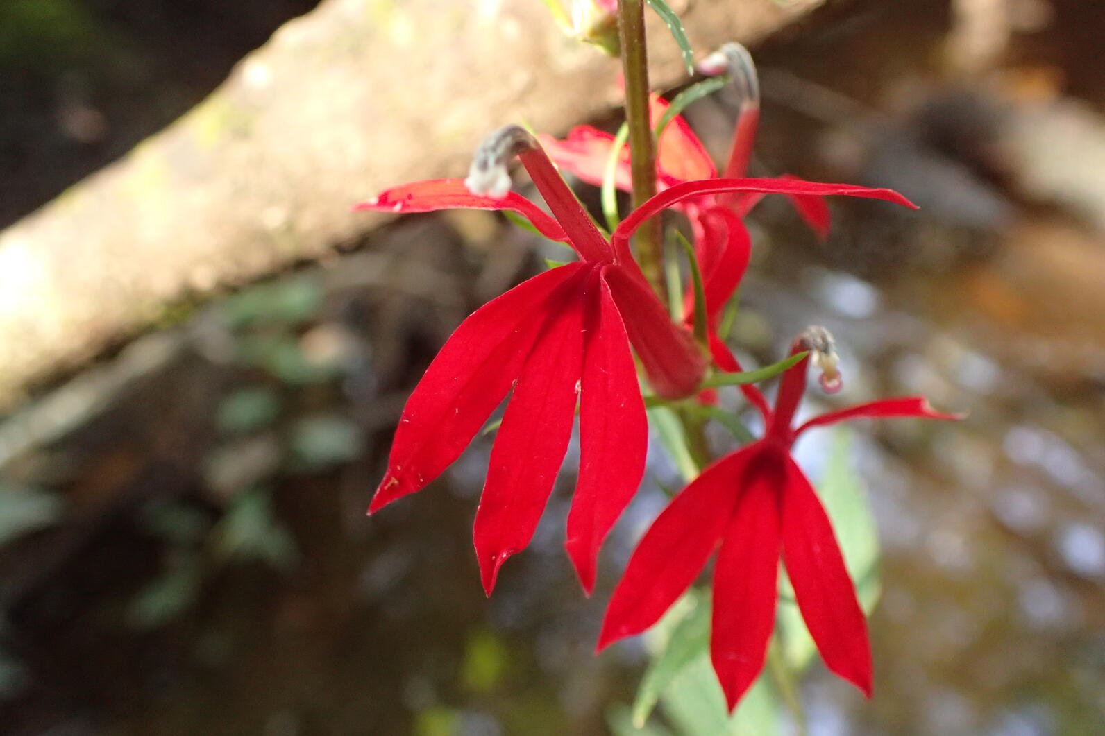 Cardinal Flowers are tall, thin tubes with three petals coming out of the bottom of the end with tall straight stamens coming out of the top.