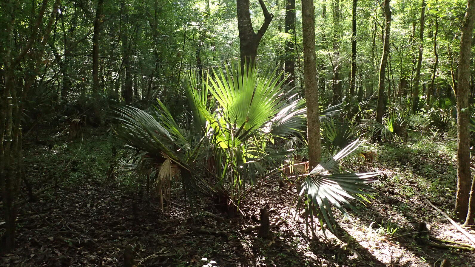 A dwarf palmetto's large, three foot wide fronds bend in all directions away from the plant. From behind sunlight pierces a few of the fronds, giving them a warmer appearance.