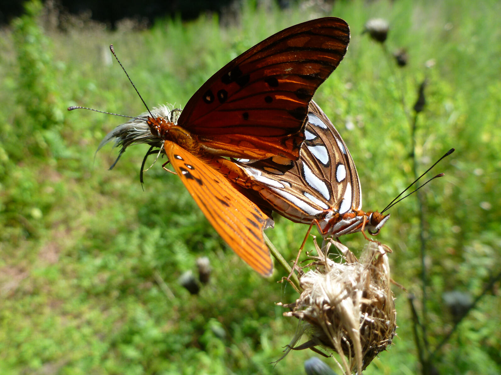 Two medium-sized butterflies rest on a rough-looking thistle. Their abdomens are attached at the rear, they are mating.