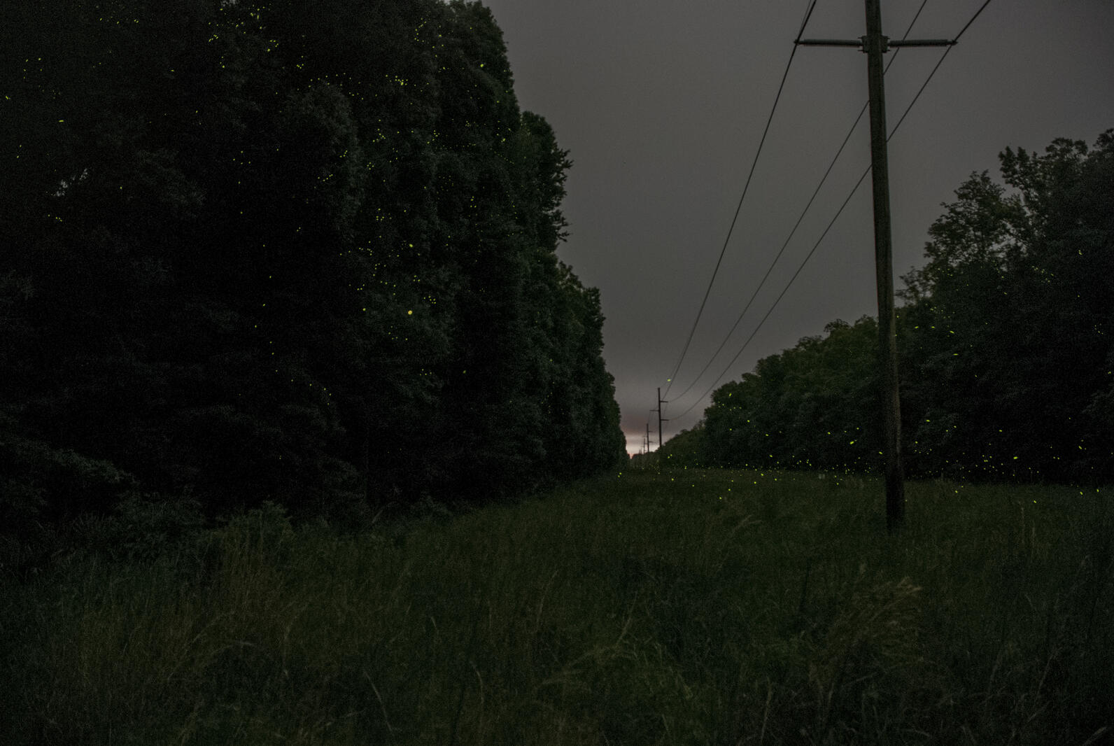 The powerline that cuts through Beidler Forest is about a hundred feet wide, and lined with tall trees that act like walls. Within the powerline path are waist tall grasses and wildflowers, and fireflies flit about during the late spring and summer.