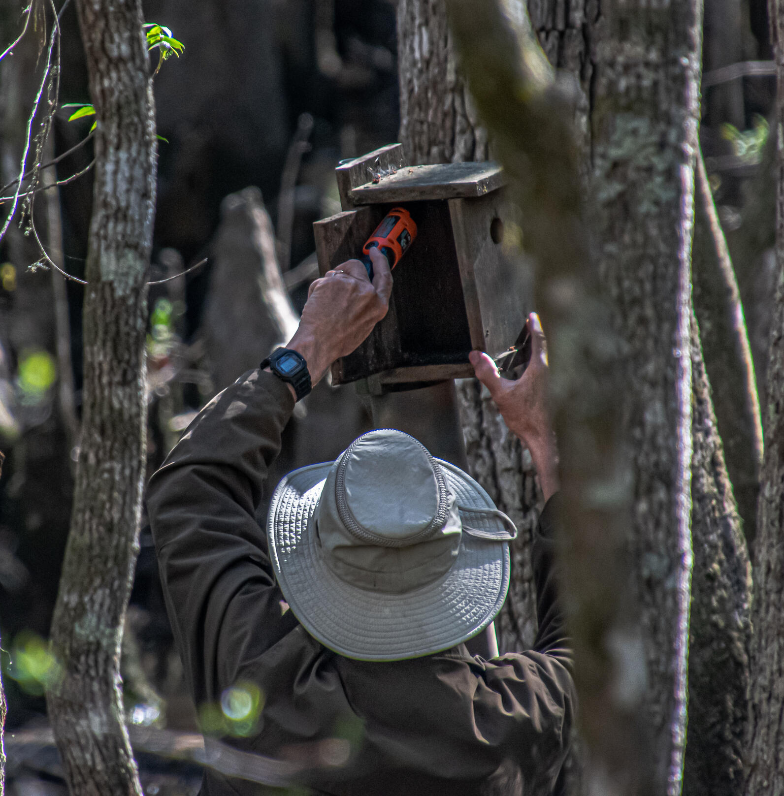 A man is using the orange handle of a screwdriver to clean out any debris in a wooden bird box, painted with camouflage in a swamp. He is wearing a beige hat and brown jacket, 