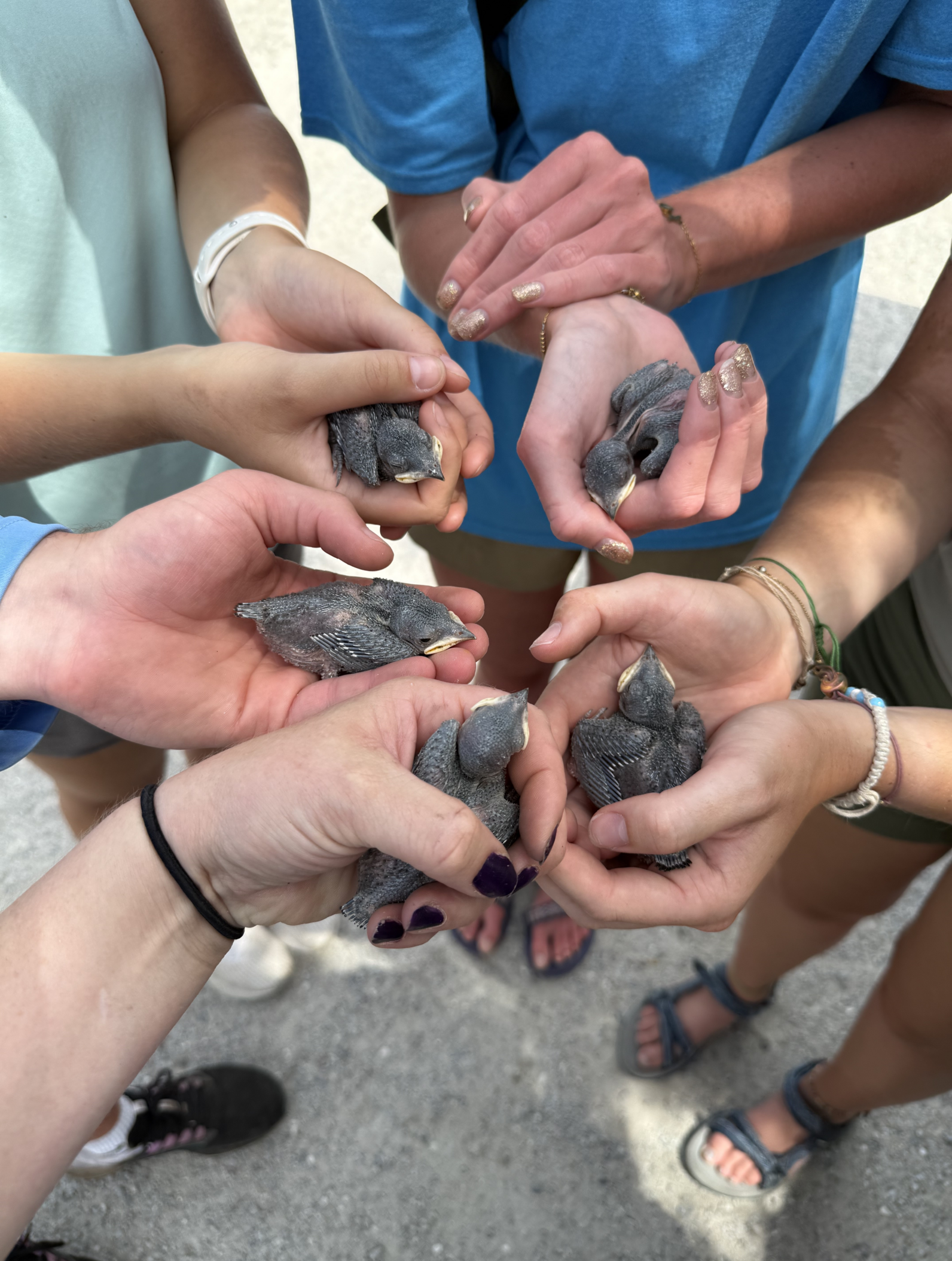 pur five purple martin chicks are being held during a banding project focused on the species