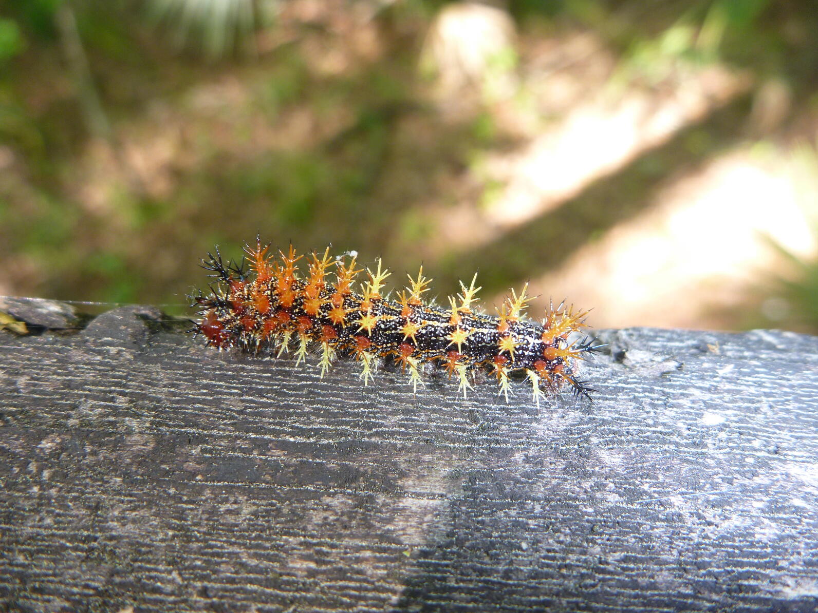 This caterpillar has rows of thorn like spikes going down its back, but it's all for show, they don't hurt to touch.