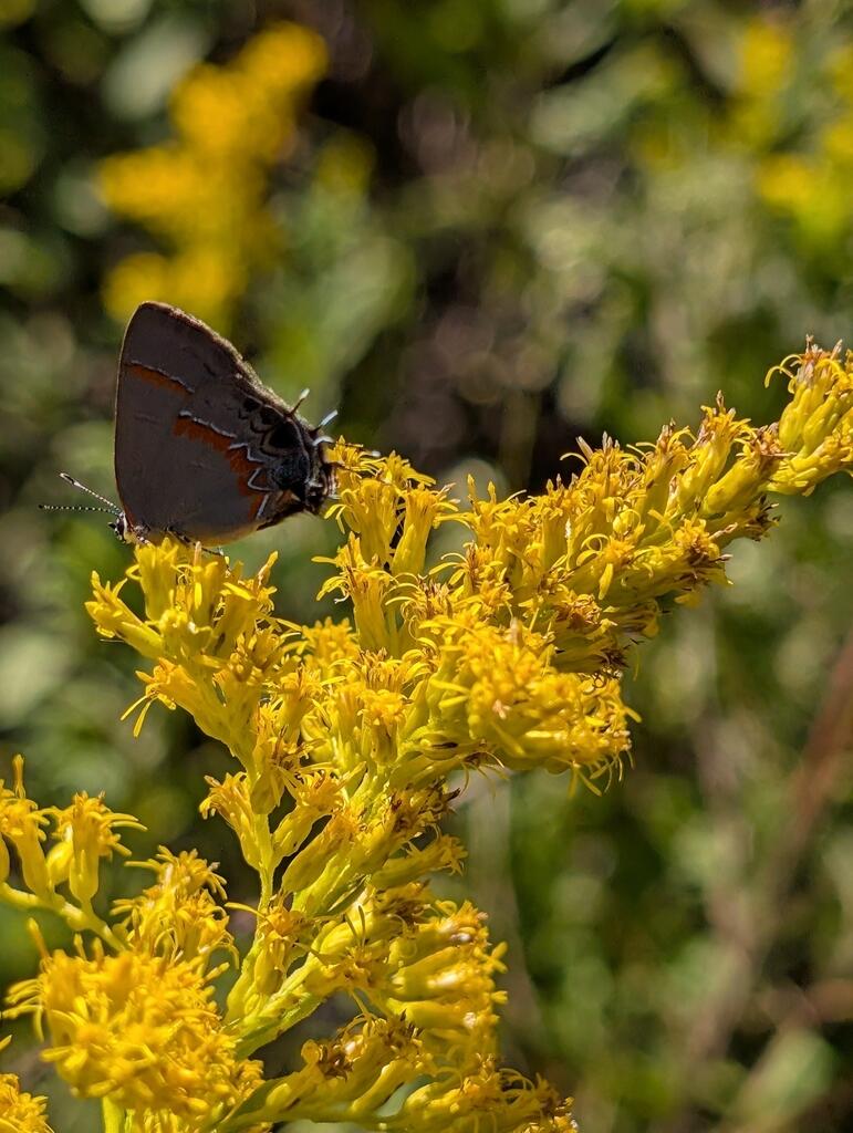 A Red-banded Hairstreak (Calycopis cecrops) feeding on goldenrod. It is a small gray, red, and white butterfly on the yellow flowers of goldenrod