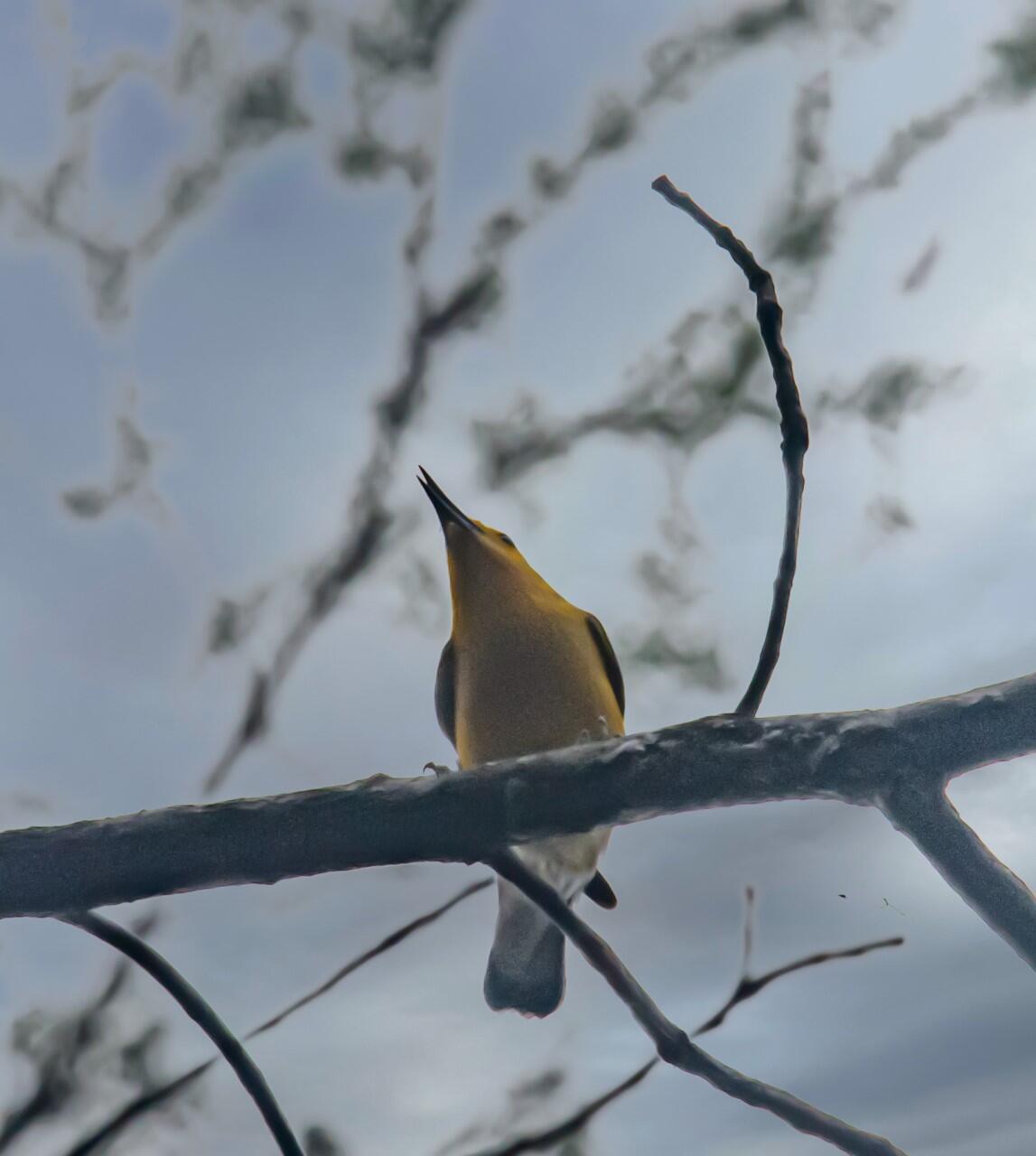 This picture was taken looking up at a yellow bird with slender long beak perched high up on a branch with light blue sky behind the bird. 