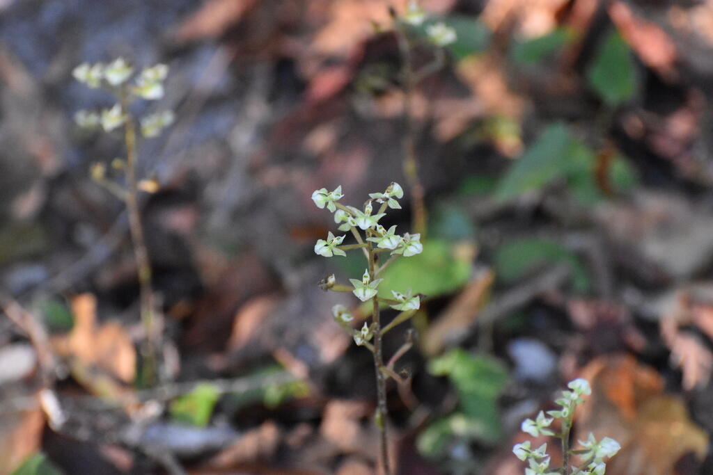 A patch of Shadow Witch Orchid (Ponthieva racemosa) in bloom near the parking lot. A flower spike in the center surrounded by others in the background