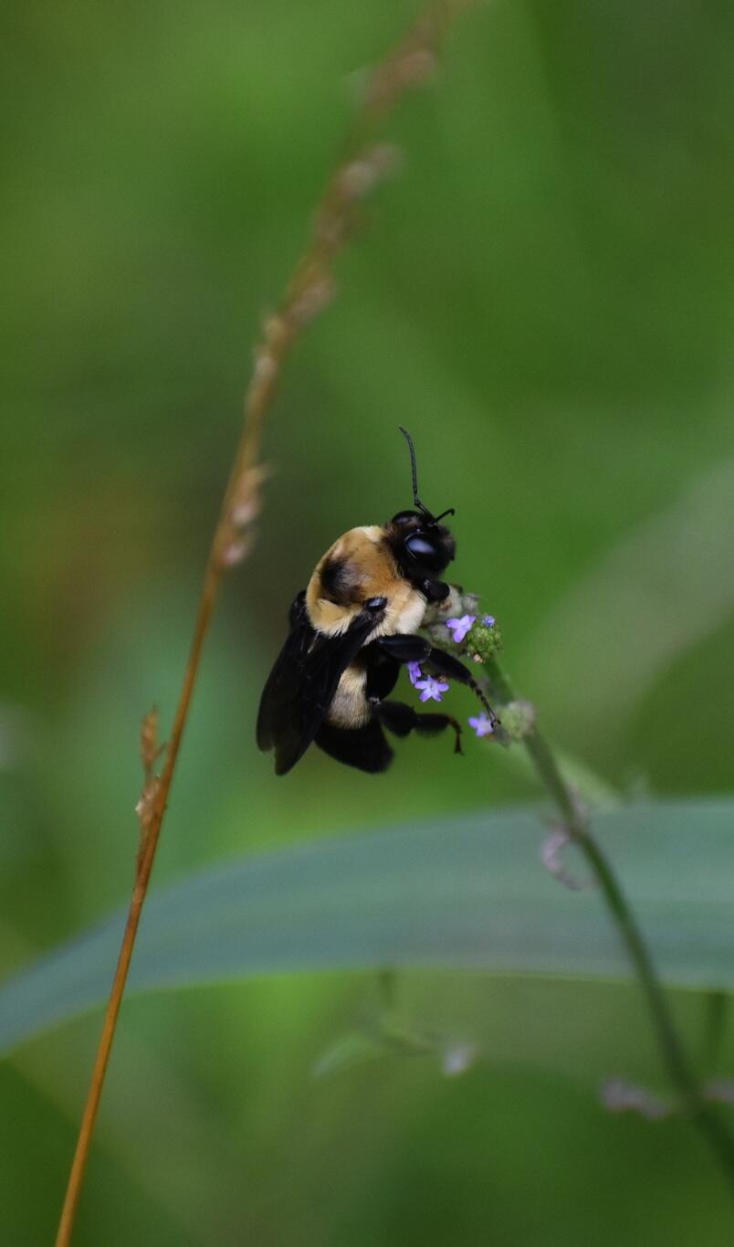 A Southern Plains Bumble Bee (Bombus fraternus) seen in one of our grassland fields near the nature center