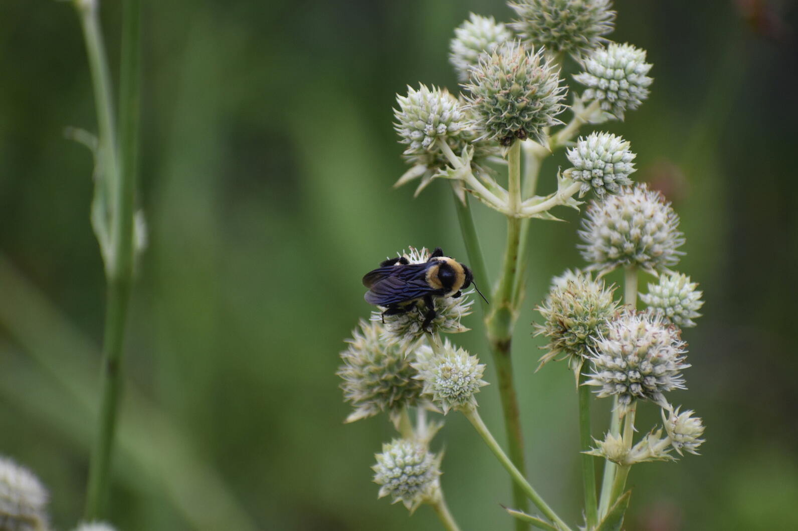 A Southern Plains Bumble Bee (Bombus fraternus) collecting pollen and nectar from the flowers of a Rattlesnake Master (Eryngium yuccifolium) a native plant frequently seen in Longleaf Pine Savannas. A Southern Plains Bumble Bee (Bombus fraternus) collecting pollen and nectar from the flowers of a Rattlesnake Master (Eryngium yuccifolium) a native plant frequently seen in Longleaf Pine Savannas.