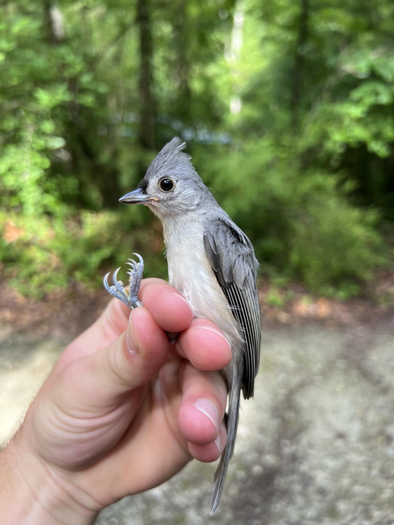 a hand holding a small gray bird with a pointed crest