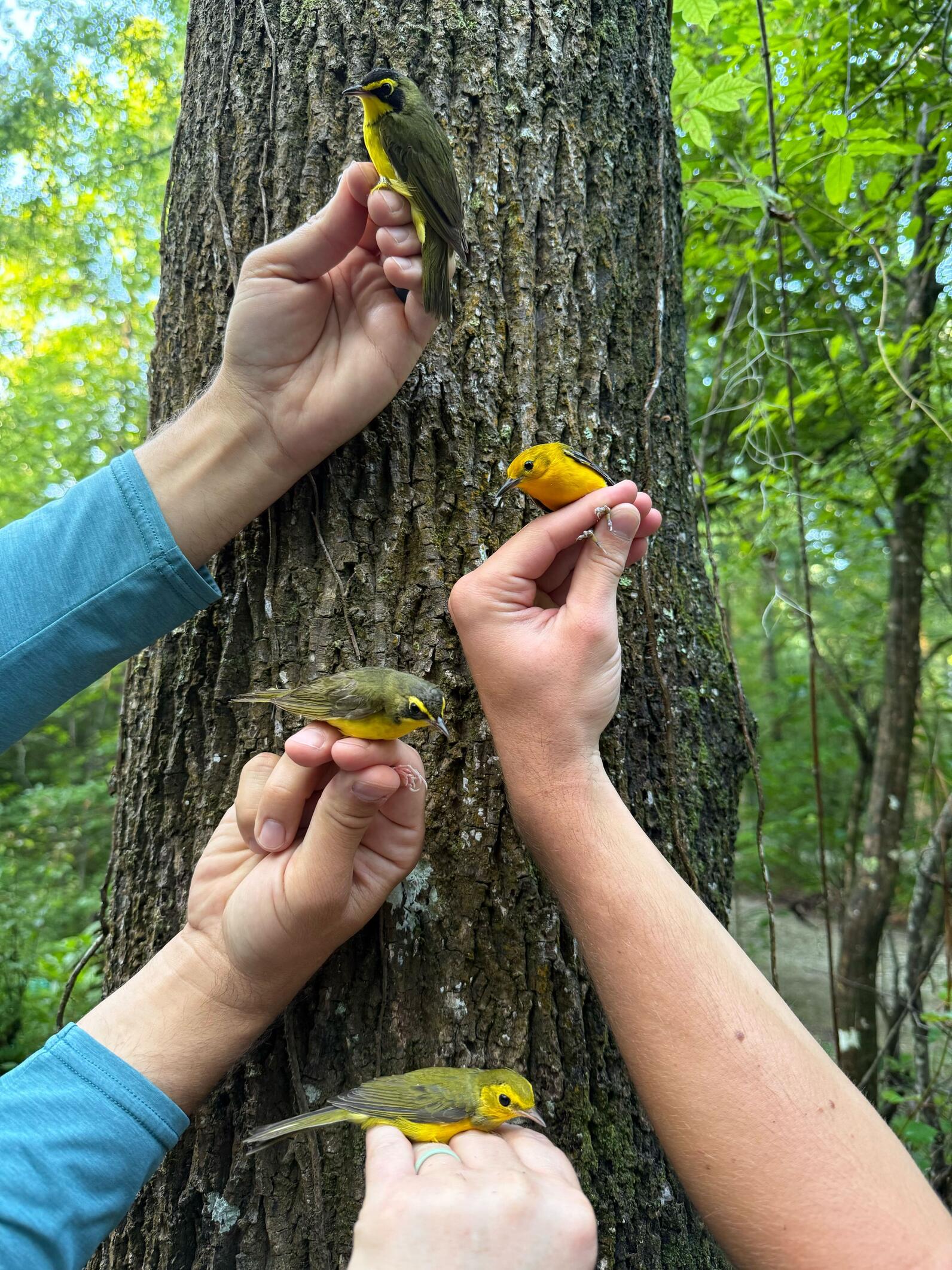 four hands each hold a small yellow bird four hands each hold a small yellow bird