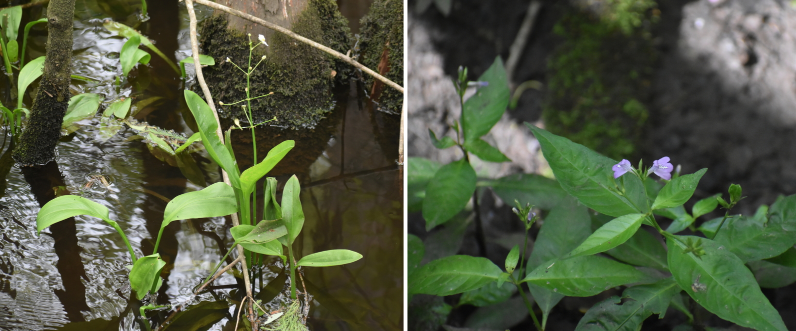 the photo on the left shows Weatherby's Arrowhead in bloom with a flower spike of white flowers. The photo on the right shows Looseflower Water-willow in bloom with two small purple flowers the photo on the left shows Weatherby's Arrowhead in bloom with a flower spike of white flowers. The photo on the right shows Looseflower Water-willow in bloom with two small purple flowers