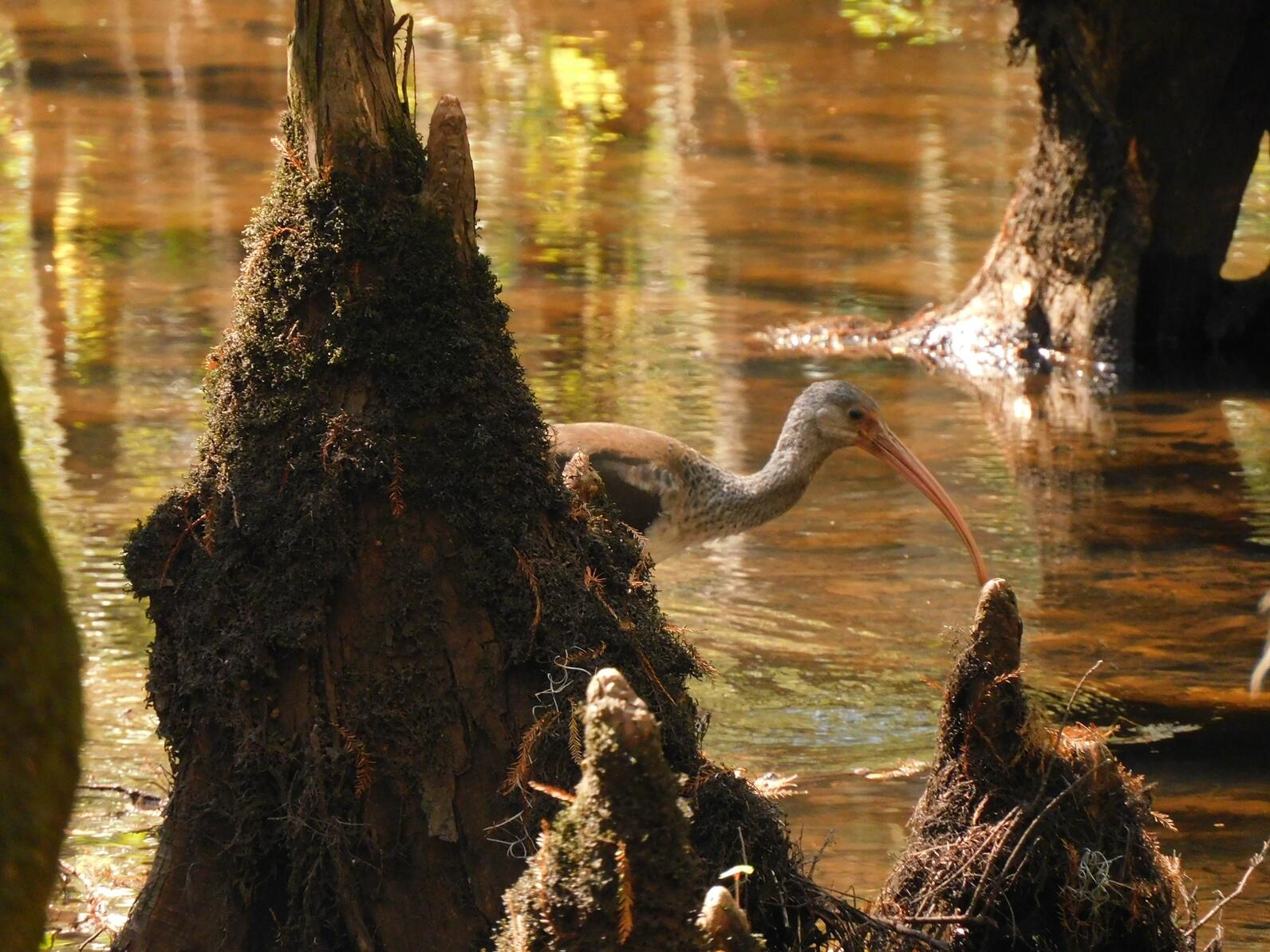 A juvenile White Ibis (Eudocimus albus) wades through the water in the swamp. It is a light brown bird with a pink face and a long curved bill. It is poking its head out from behind a cypress knee.