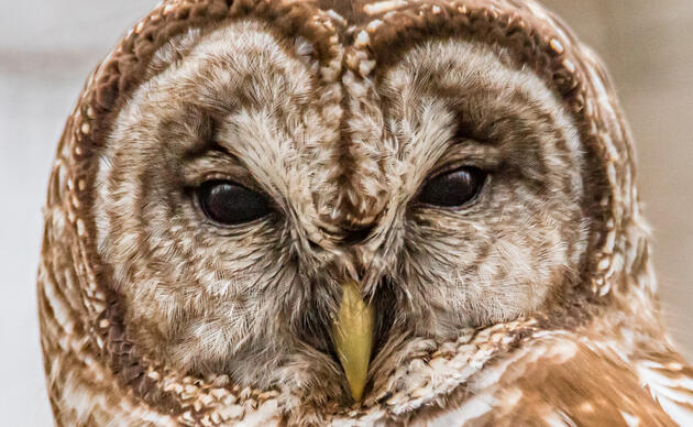 Harriet Tubman, an Unsung Naturalist, Used Owl Calls as a Signal on the  Underground Railroad