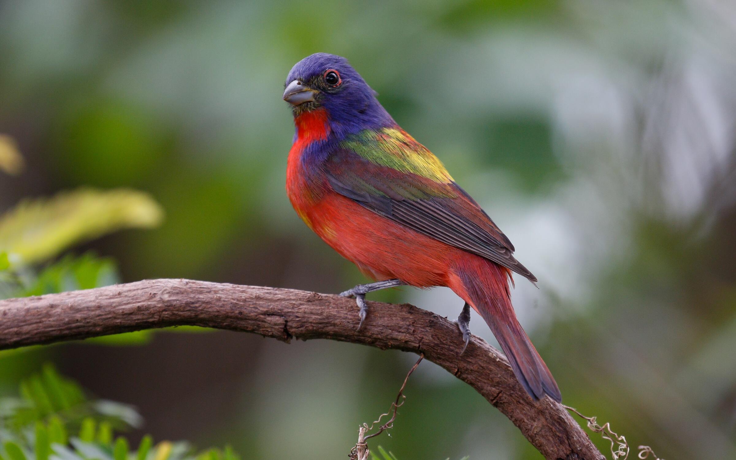 A Painted Bunting sits on a branch, turning its head back as if to regard you. Male Painting Buntings are known for their bright and varying colors, and having one in your yard is likely to make birds jealous.