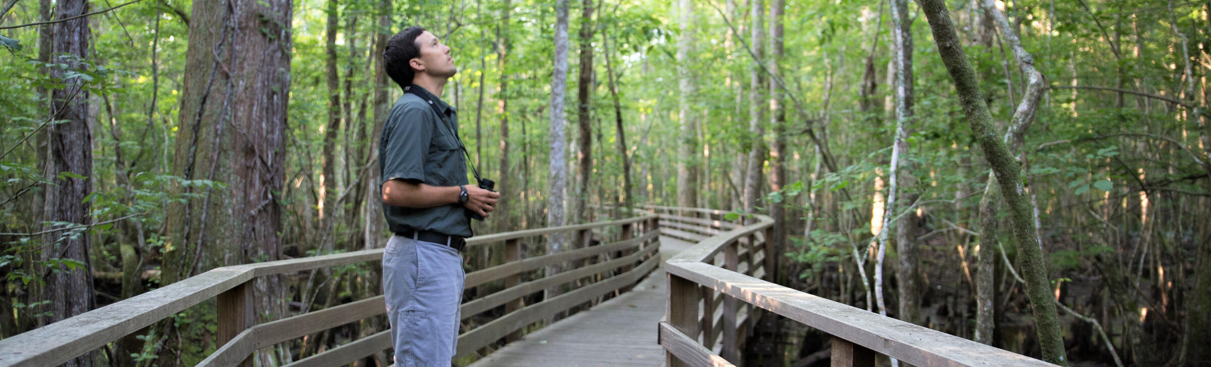 A man stands on the Francis Beidler Forest boardwalk, looking up at an angle. In his hands are a pair of binoculars. The boardwalk continues behind him, weaving this way and that above the water, between the trees.