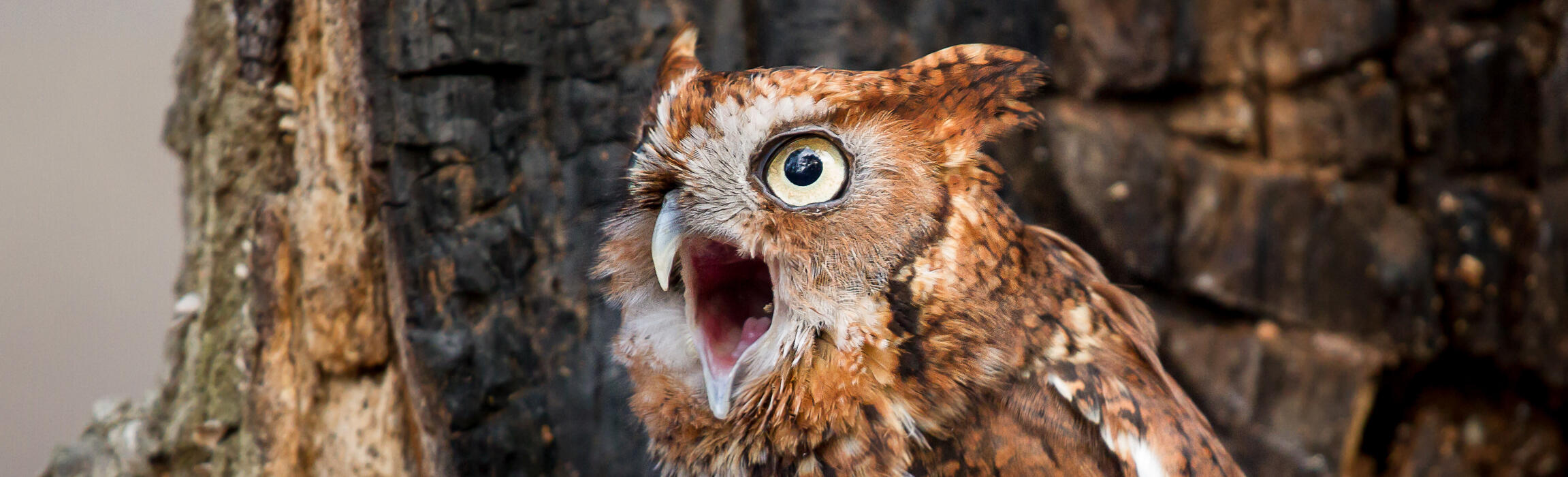 A Screech Owl faces the left and has its mouth open, making a loud call. Screech Owls don't actually screech, they make a sound more similar to a low horse whinny. Whoever named them that should be perhaps tarred and feathered.