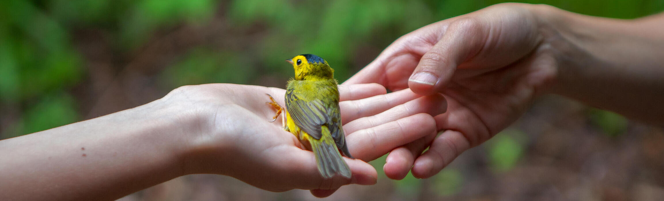 A hand passes a juvenile Hooded Warbler to someone else's hand. Likely this bird was just banded and is being released.