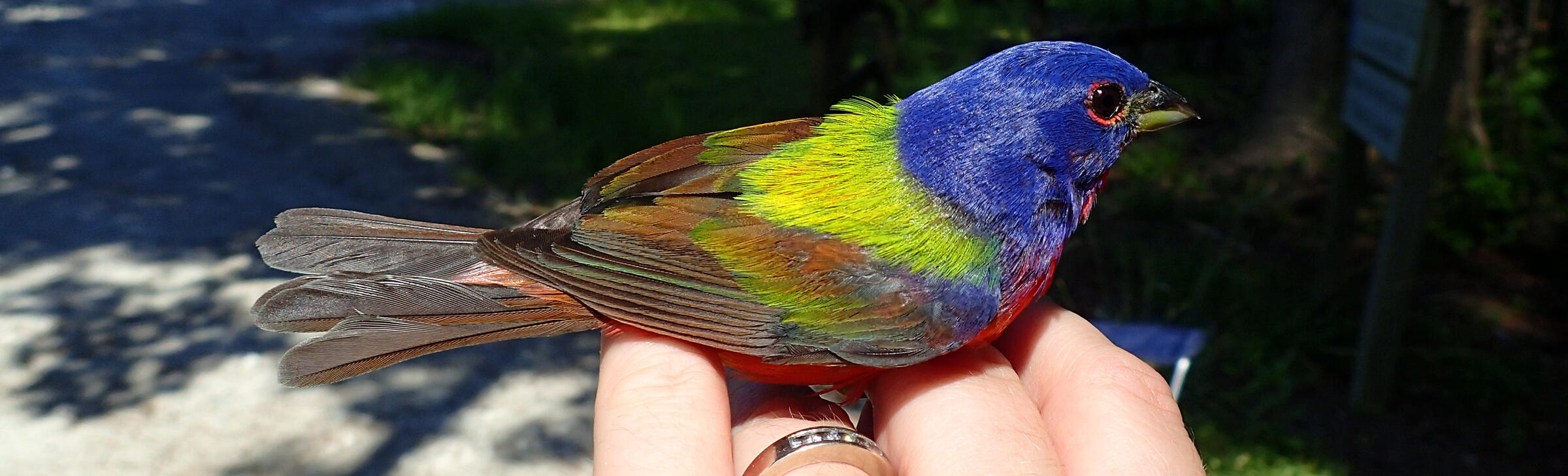 Painted Buntings Audubon Center Sanctuary At Francis Beidler Forest   Painted Bunting Cropped 