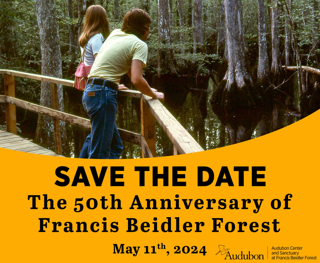 Save the date, Beidler Forest Audubon 50th anniversary event on May 11, 2024. 