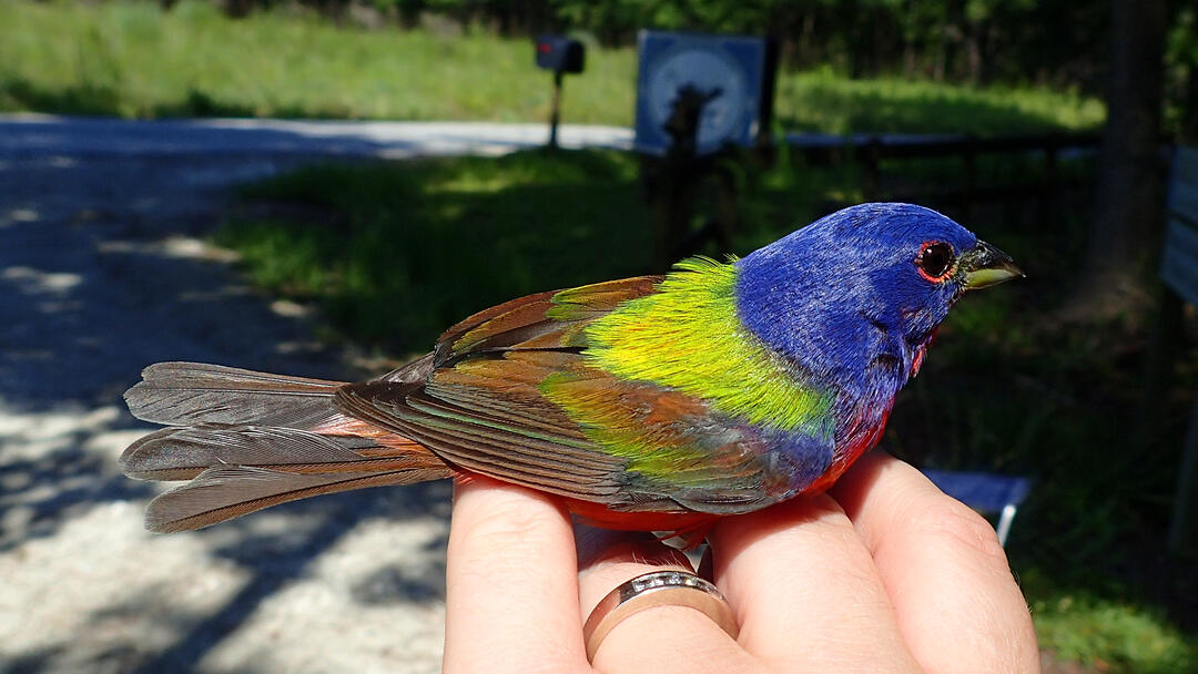 Painted Buntings Audubon Center Sanctuary At Francis Beidler Forest   Bunting 1 