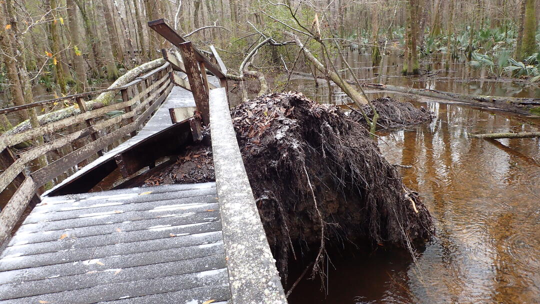 a huge root-ball from the ground is lifted into the air, breaking a wooden boardwalk through a brown water swamp. A light snow is seen on the boards of the broken boardwalk