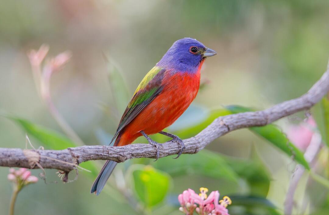 Species Spotlight: Painted Bunting | Audubon Center & Sanctuary at