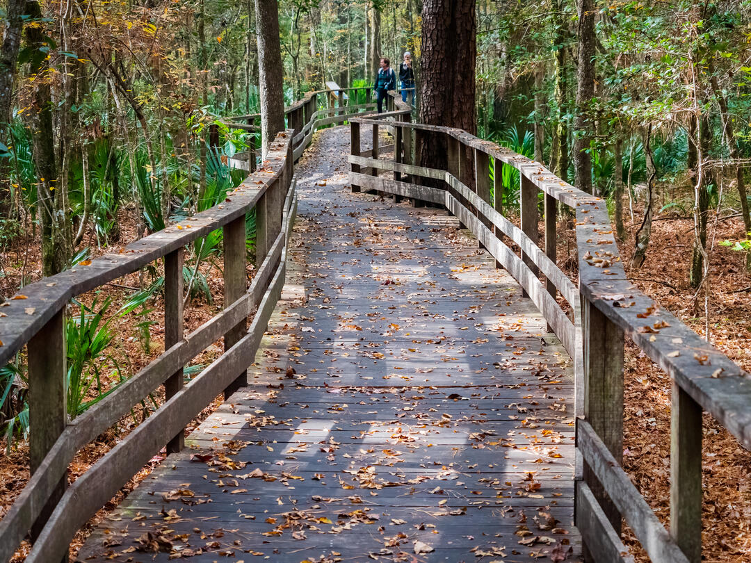 The boardwalk winds away into the distance, pines and smaller trees on either side. Fallen leaves litter the boardwalk.