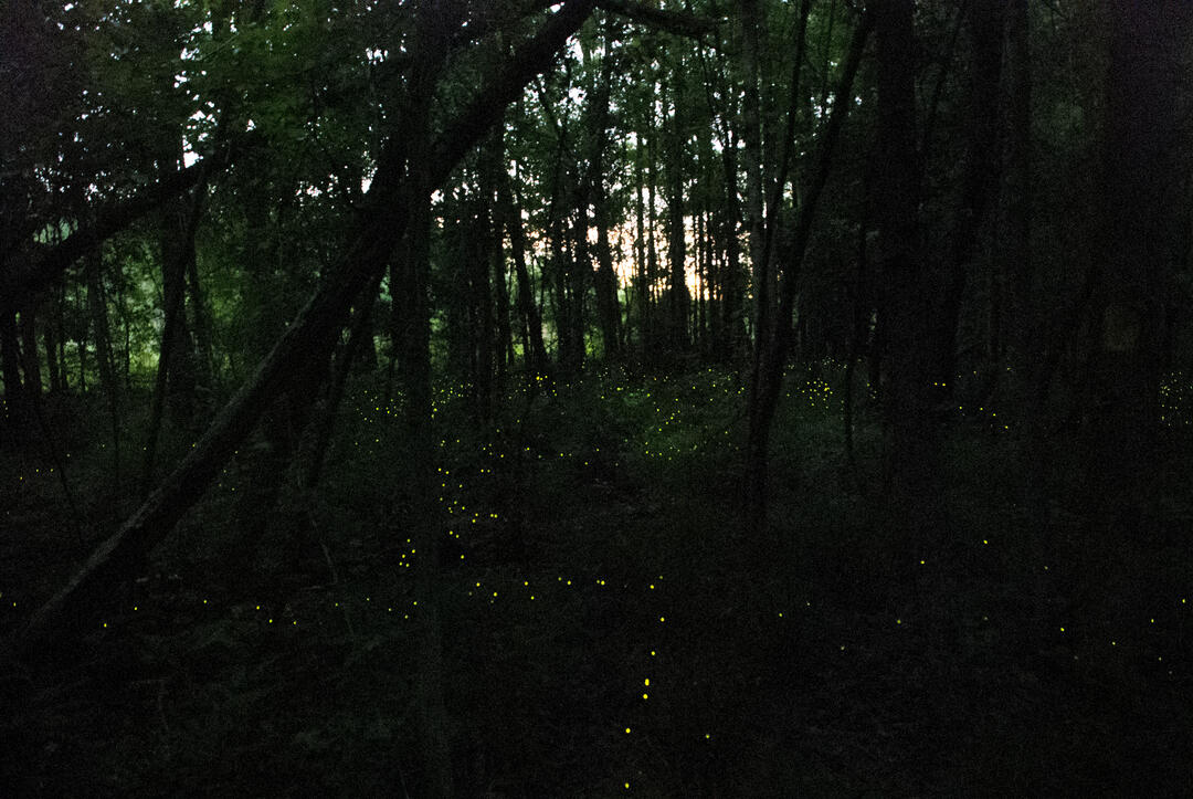 As the sun sets fireflies flit low and silently over the groundcover in the forest.