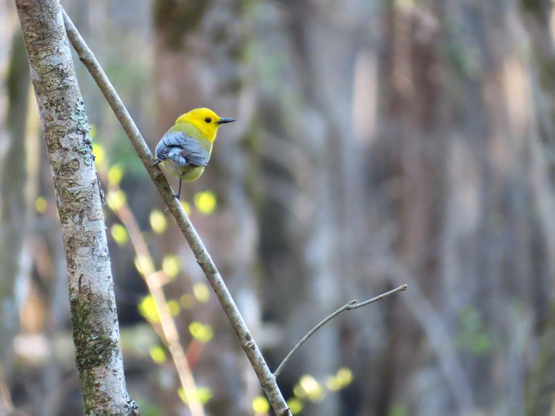 A small yellow bird is perched on a twig in early spring. 