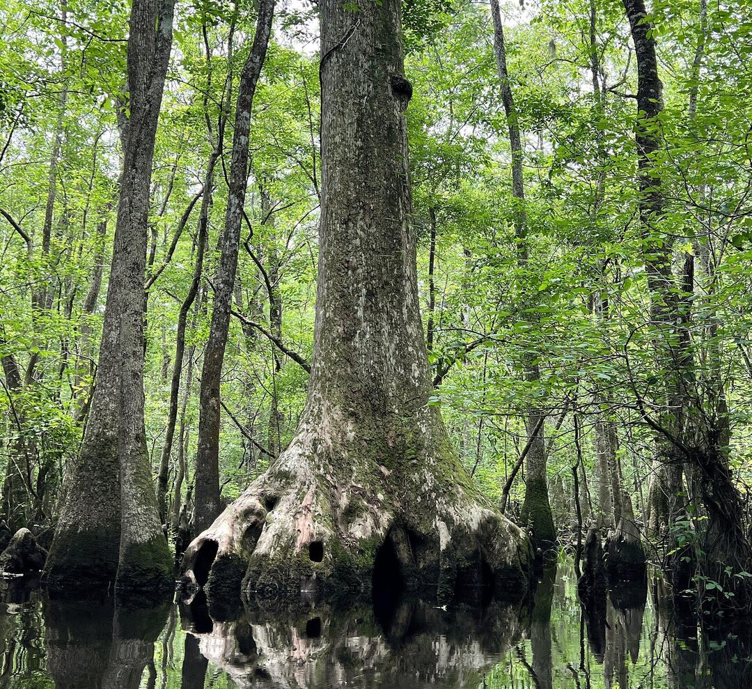 A large cypress tree, around twelve feet wide, rises from gently flowing water. In the base of this tree is a hole that is large enough to crawl into, and there is enough inside to stand up inside the tree. It's likely over a thousand years old.