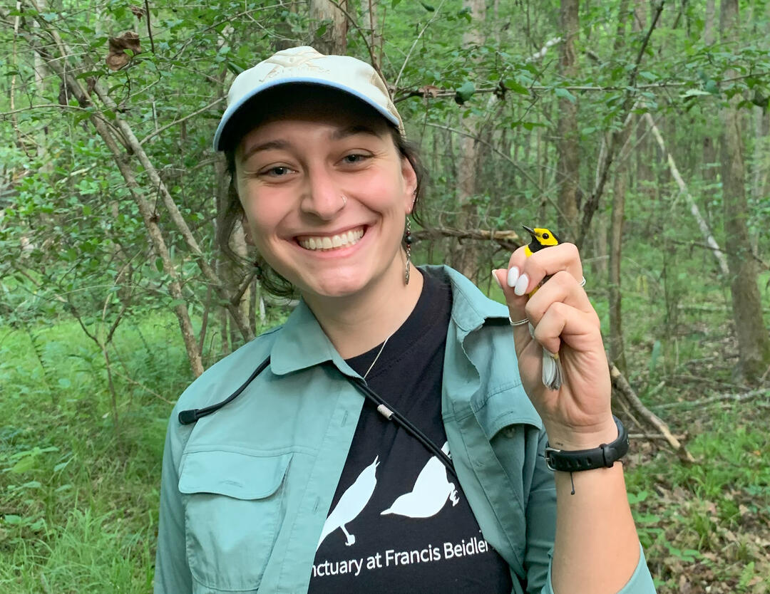 Katie holds a male Hooded Warbler in her left hand in a proper bander's grip. She is smiling, which is a more than reasonable result from holding a Hooded Warbler.