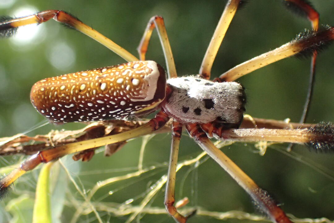 Species Spotlight: Golden-silk Orb Weaver | Audubon Center & Sanctuary ...