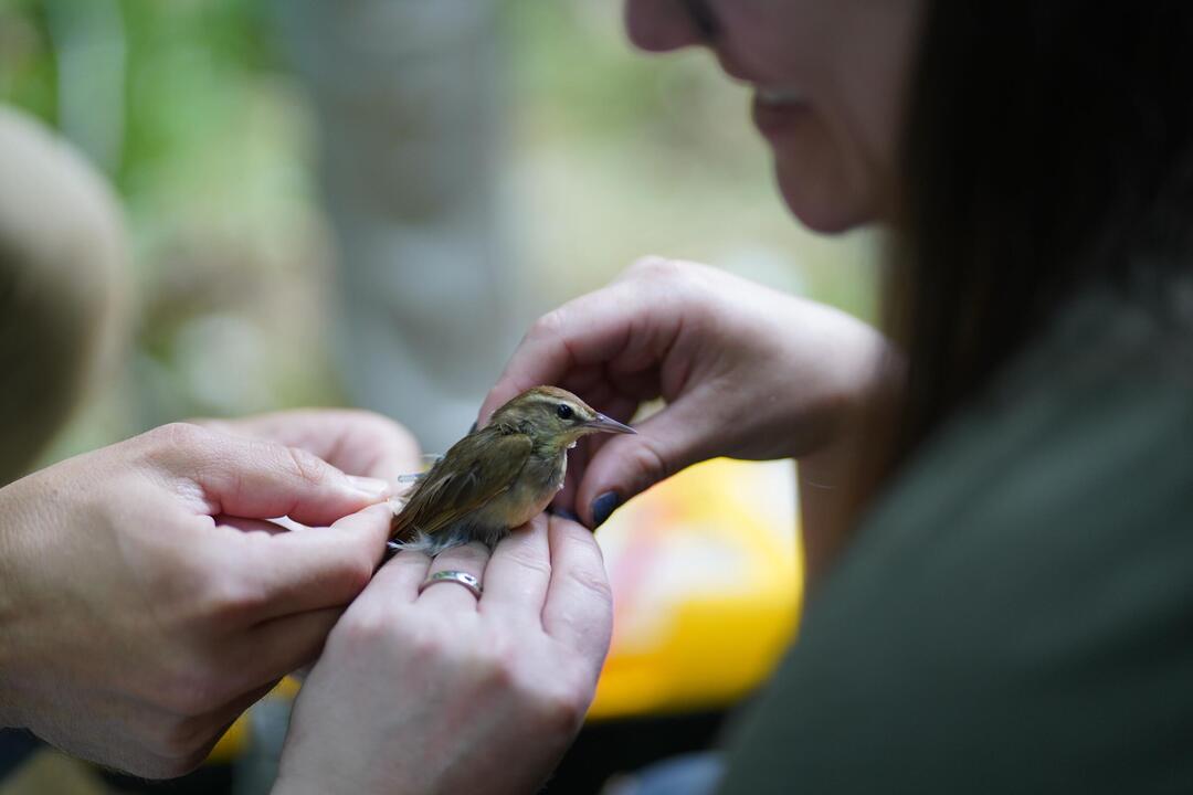 A woman with dark brown shoulder-length hair holds a Swainson's Warbler in her hands. She has gray-purple fingernail polish and silver ring