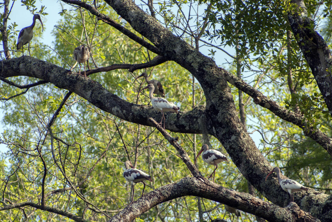 Seven juvenile White Ibis roost high up on mossy branches. 